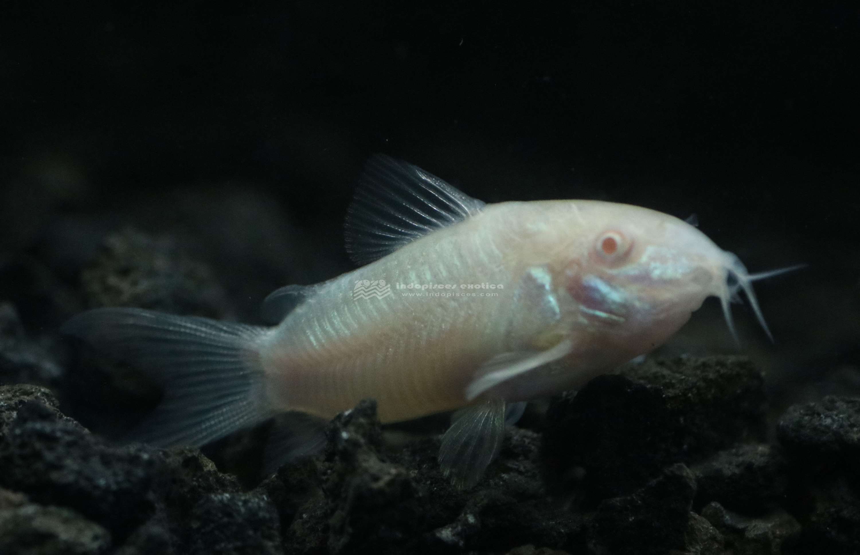 Corydoras  Albino